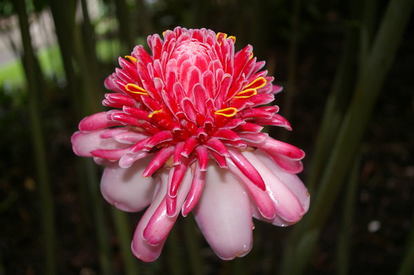 a torch ginger flower