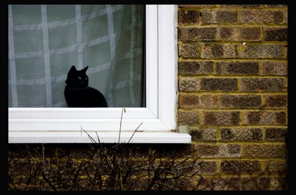 the watcher