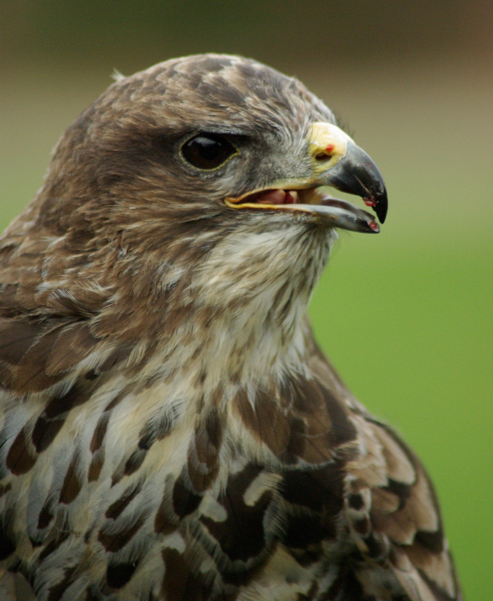 Common Buzzard