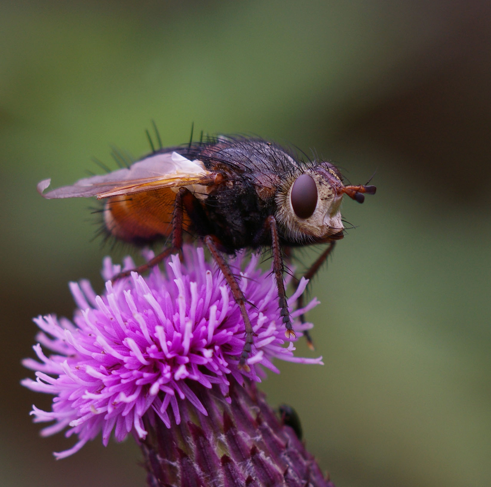 Fly on flower