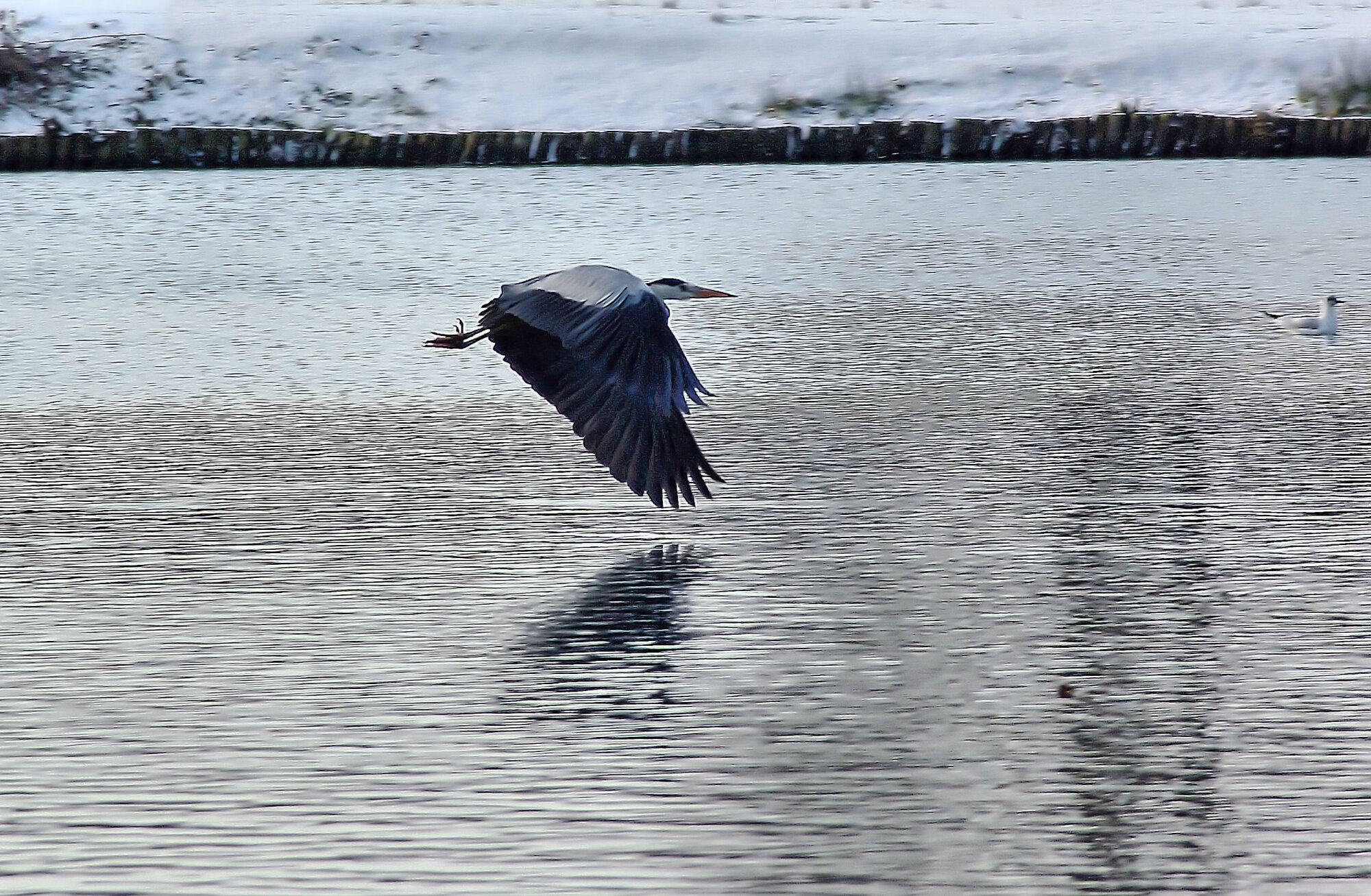 Heron