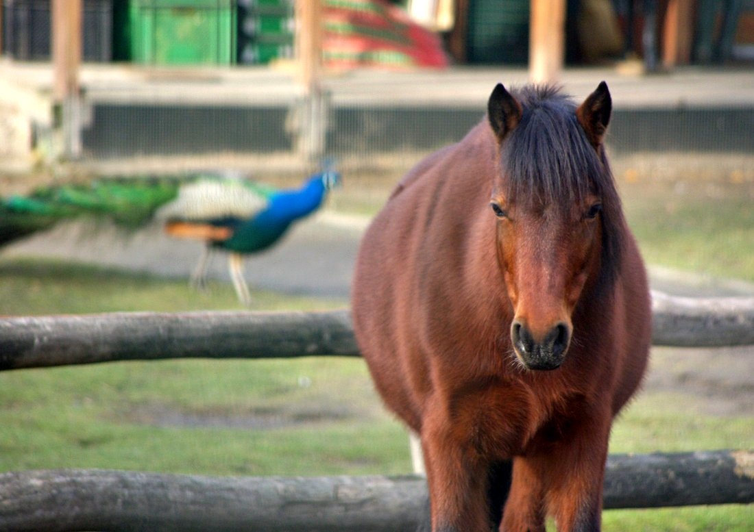 Horse front in a zoo