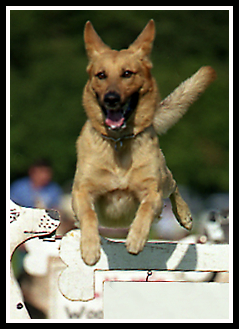 Jump'in
