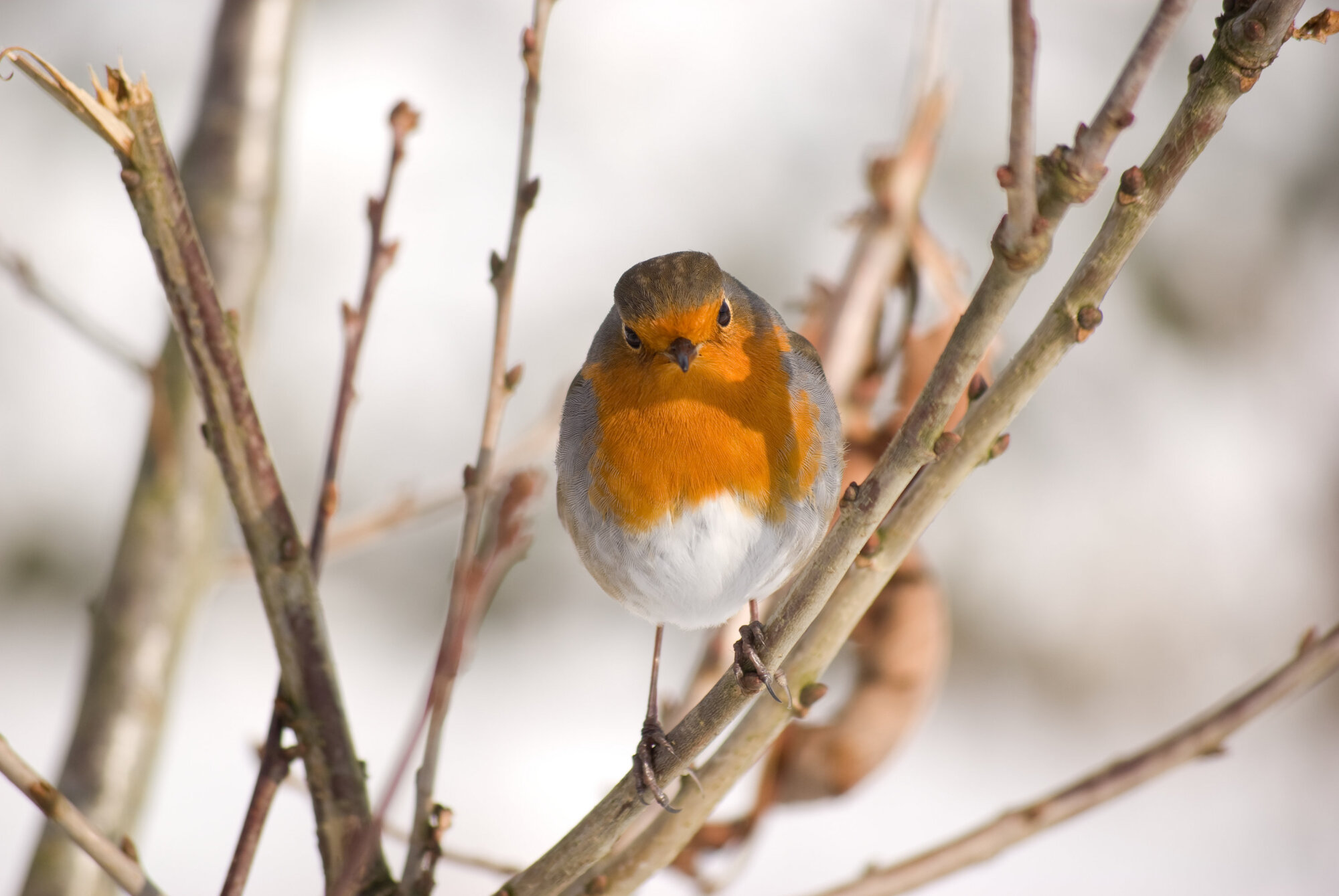 Snow Robin