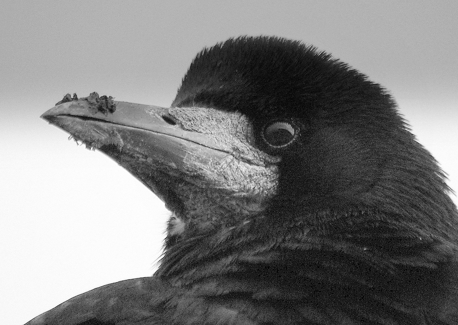 There's something on yer beak mate!!