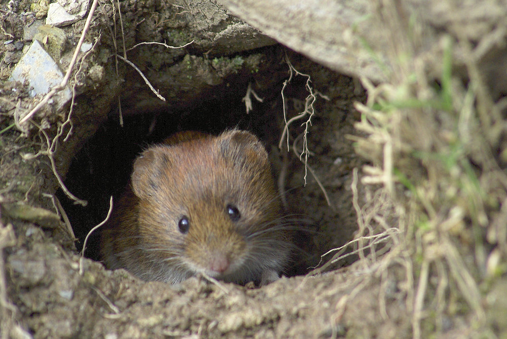 Bank Vole