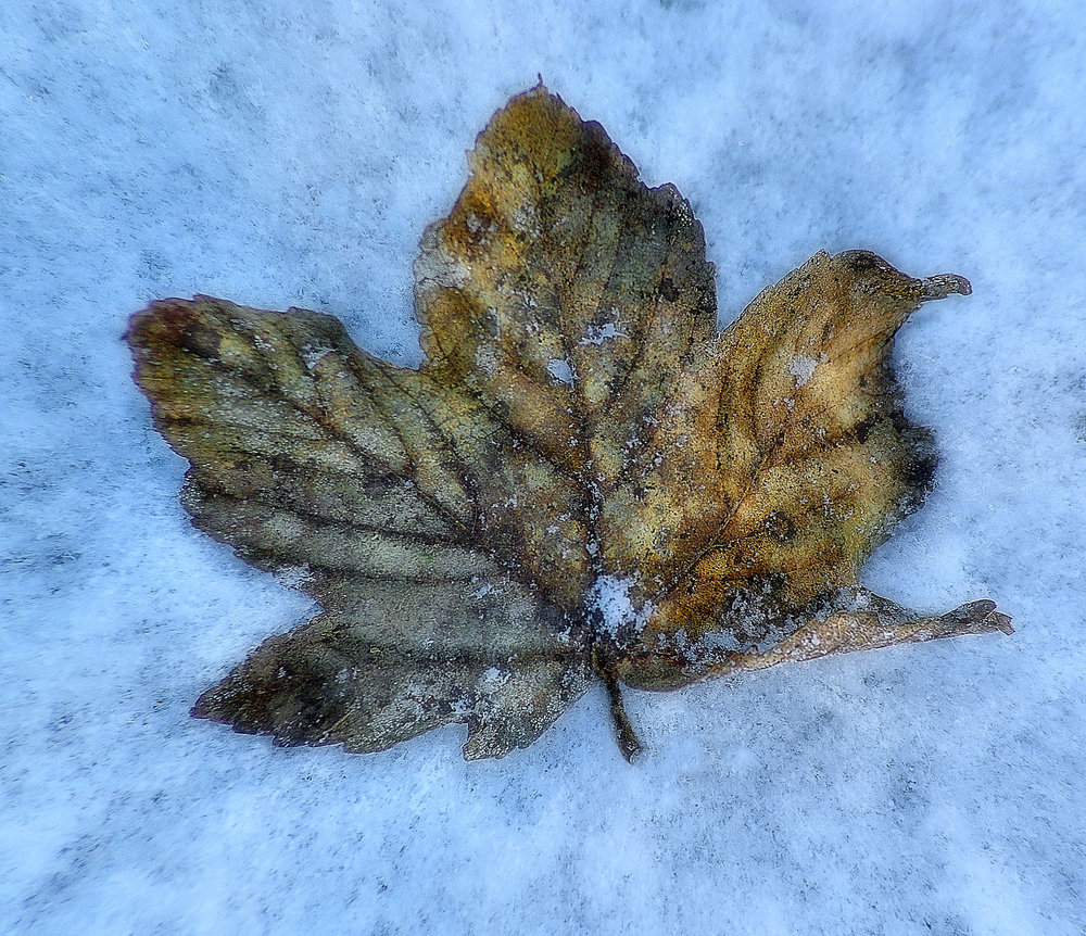 Frozen in the snow