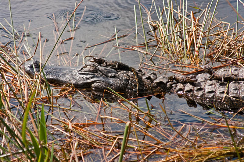 Gator Mom