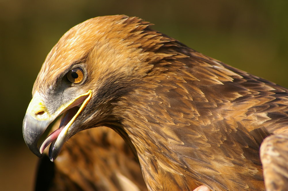 Golden Eagle