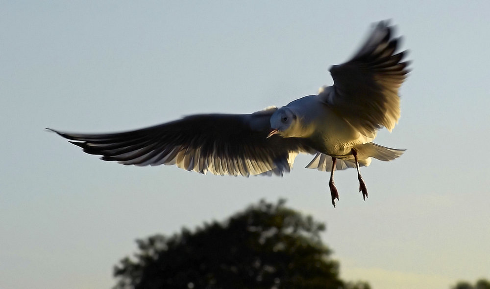 Gull