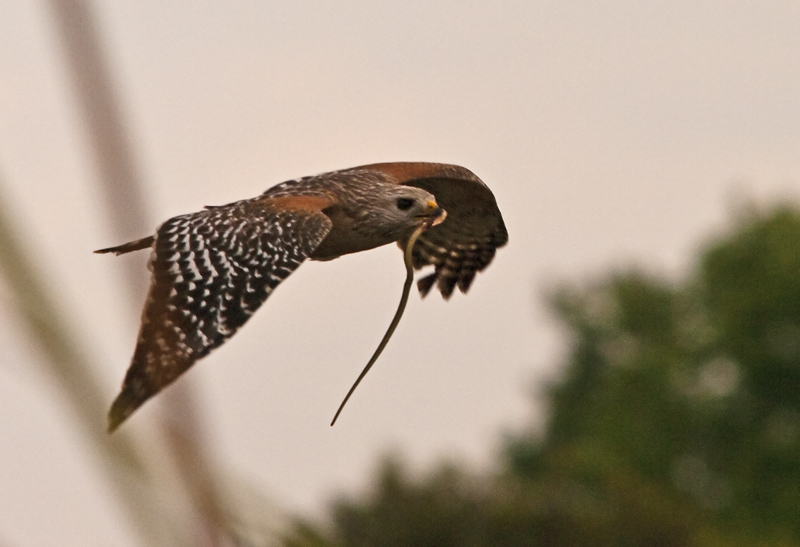 Hawk Incoming Meal