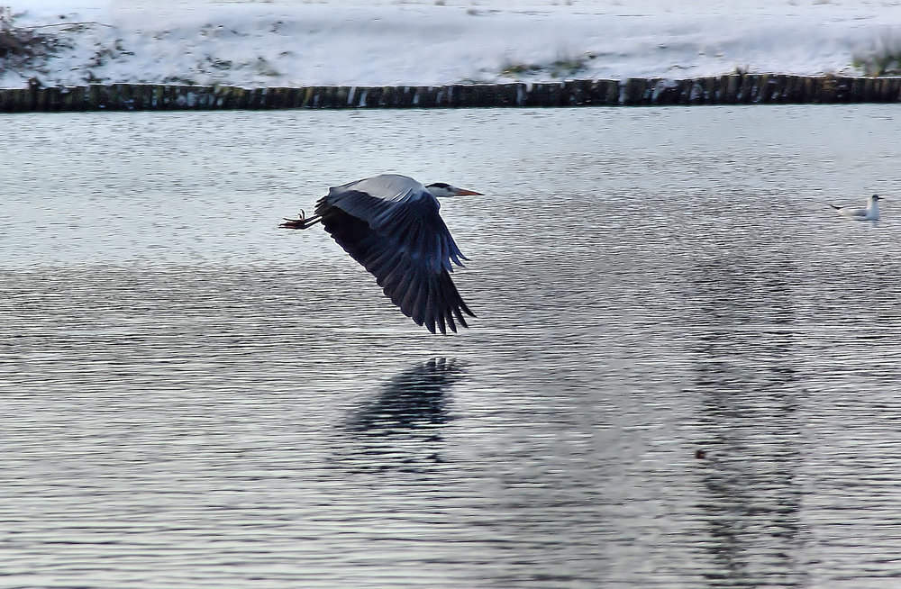Heron