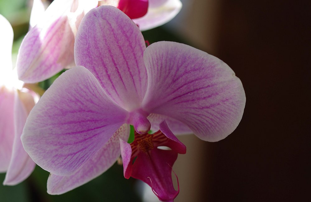 K50/4 Macro