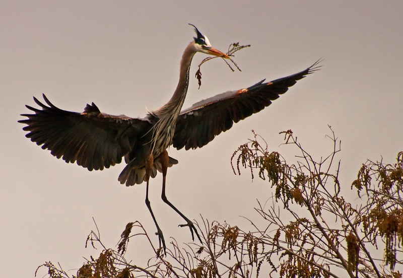 Landing Gear Down