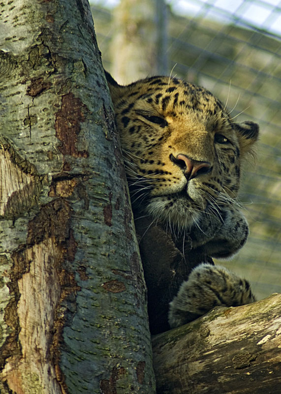 Leopard