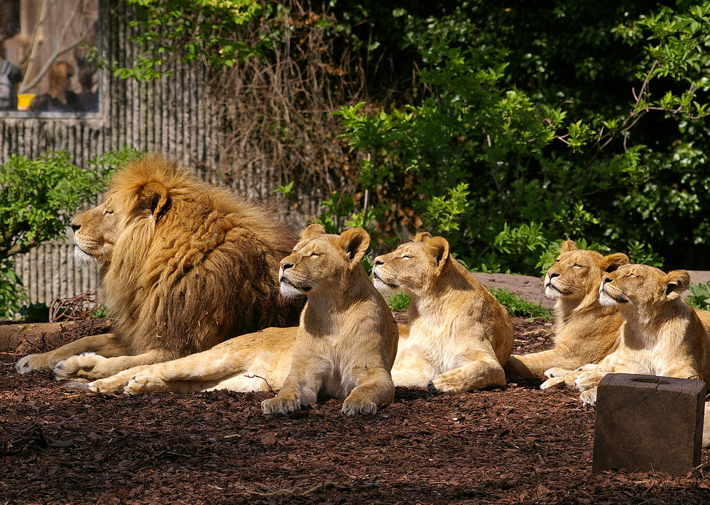 Lions in the sun