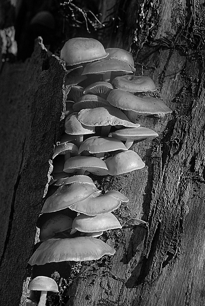 Mono Fungi