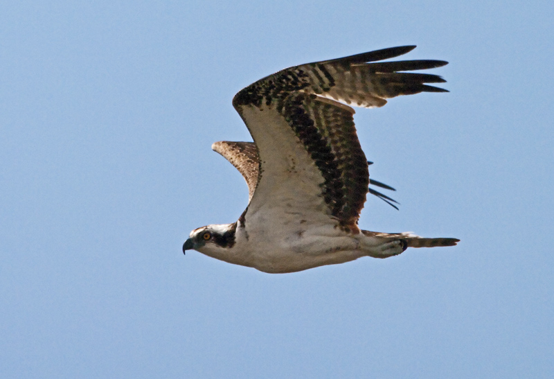 Osprey On The Wing