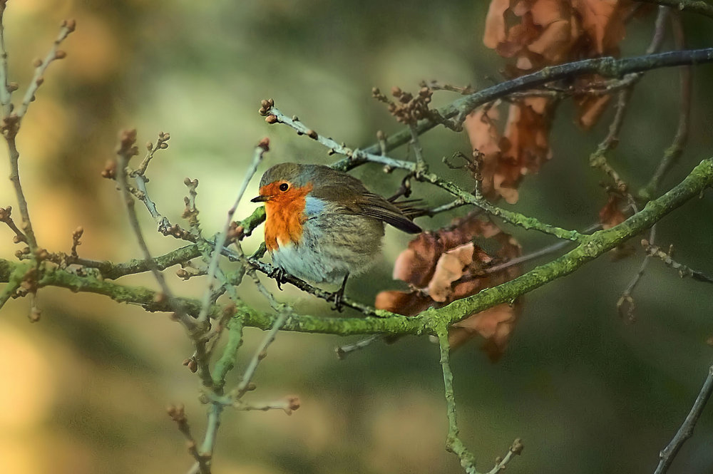 Robin