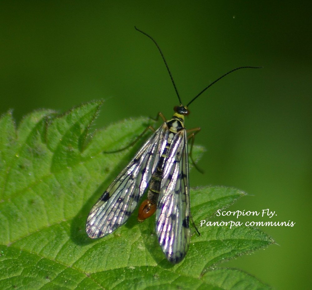 Scorpion Fly (Panorpa communis)