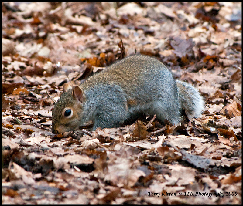 Squirrel