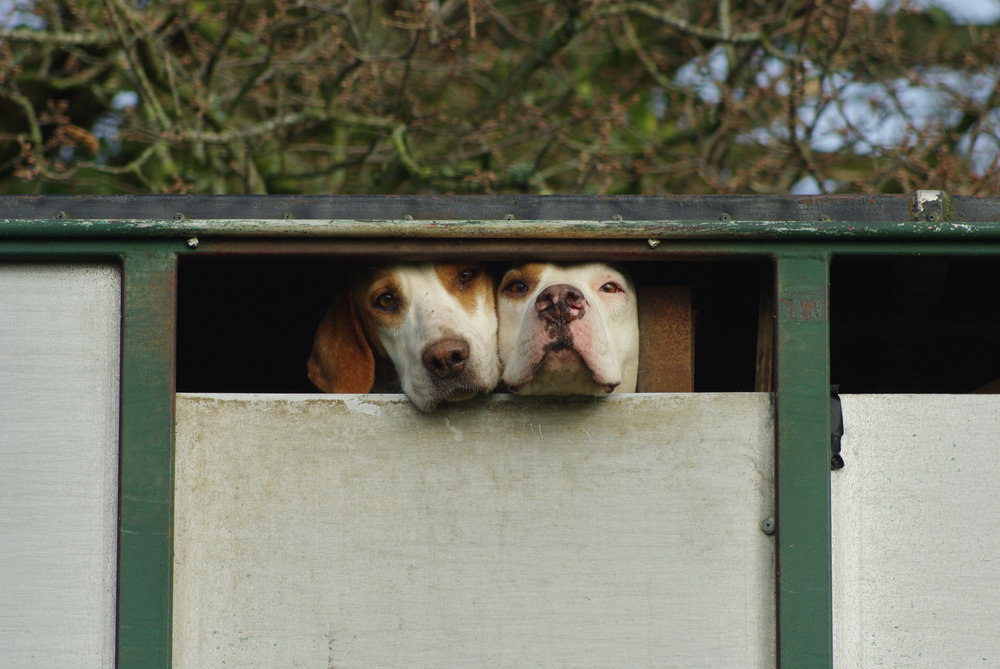 Two Hounds