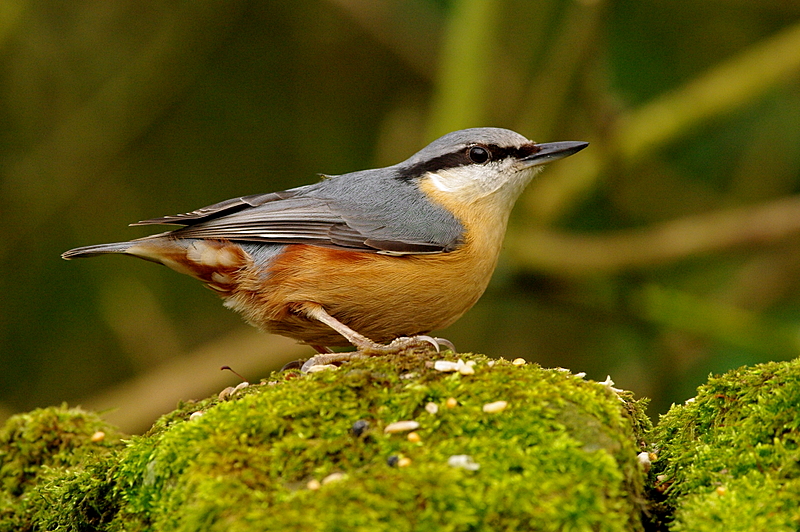 Yet another bird!