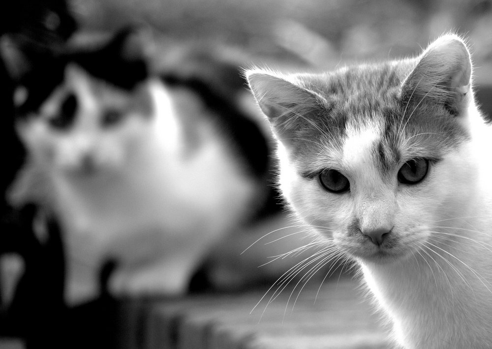 fuzzy and sharp