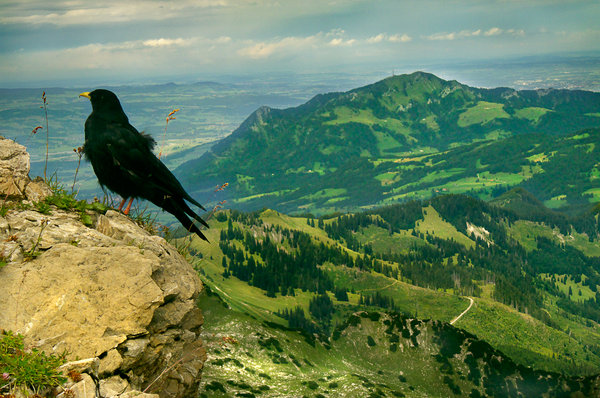 Alpen Bird
