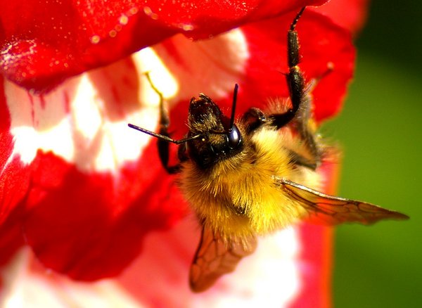 Bee