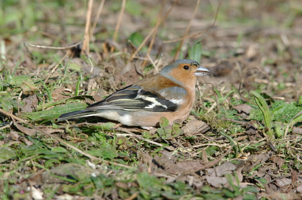 Bird