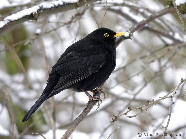 Blackbird
