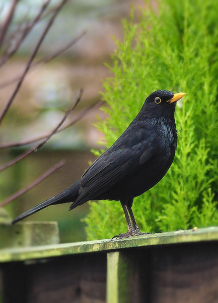Blackbird