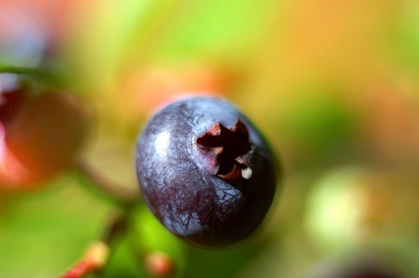 Blueberry