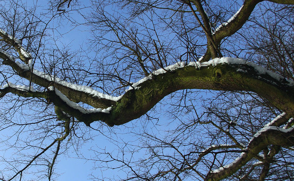 Cold branch