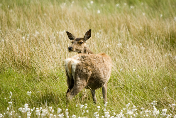 Deer