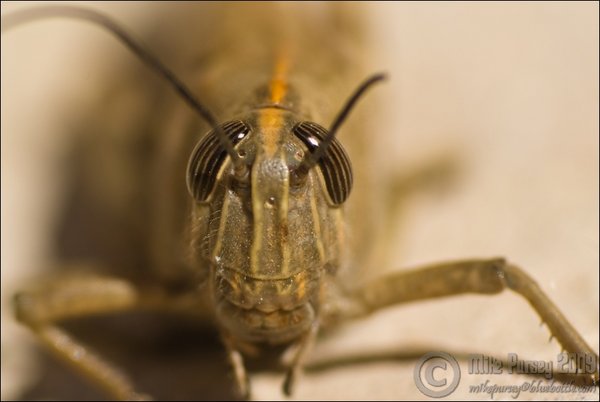 Desert Locust