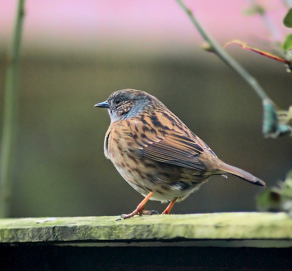 Dunnock
