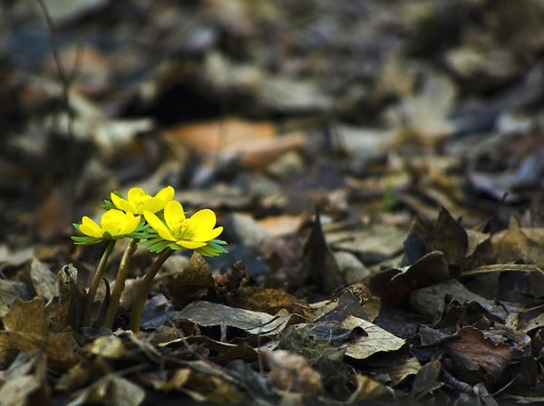 Early yellow