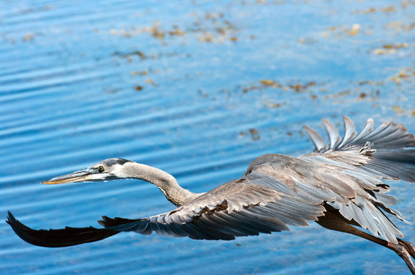 Flight Up Close