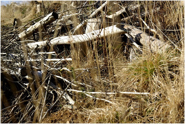 Forestry