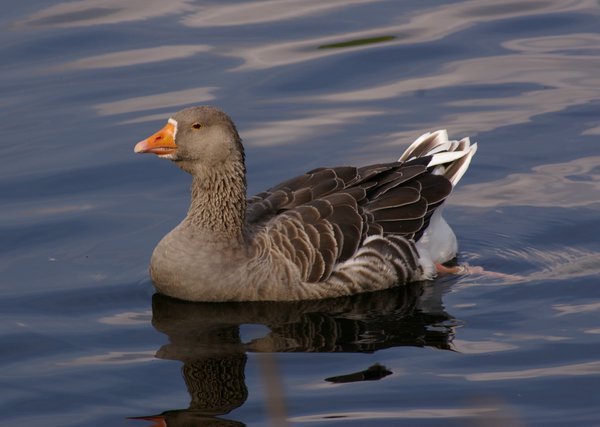 Goose