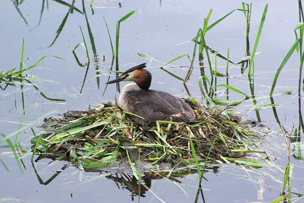 Great Crested Grebe