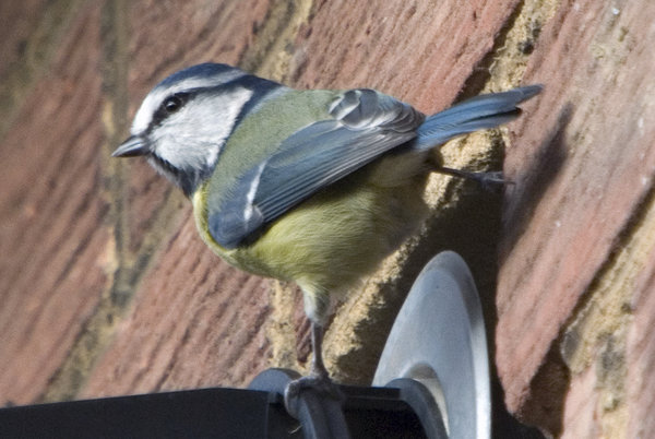 Home Bird