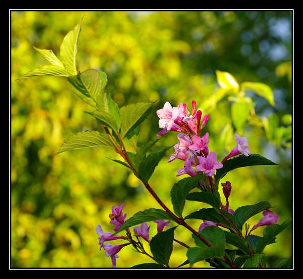 Late Evening Sun