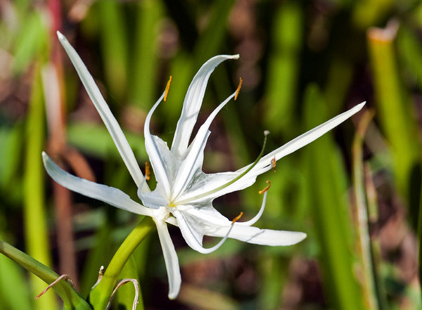 Lily