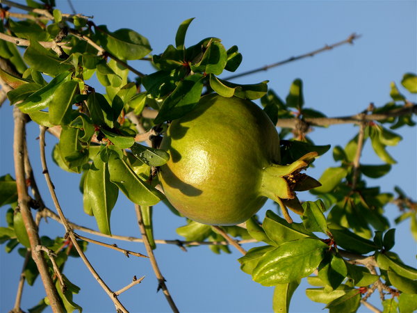 Perfect Pomegranate