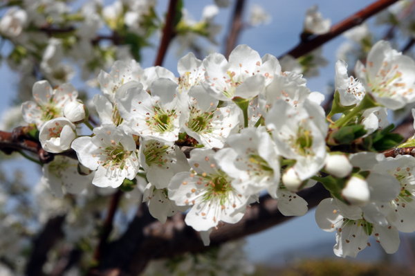 Plum Blossom