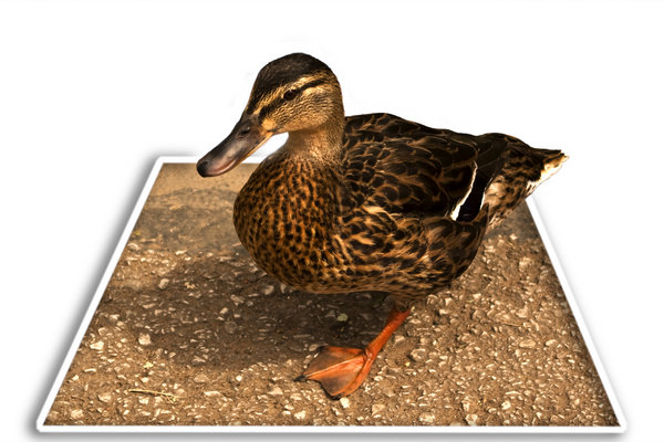 Quack Quack