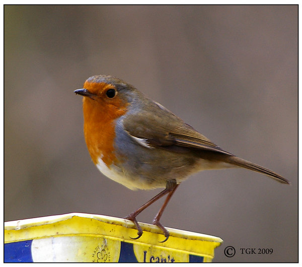 Robin